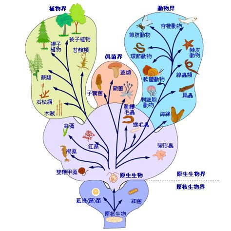 動物屬性|生物分界:兩界系統,三界系統,五界系統,三總界六界系統,三原界系。